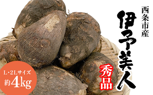 里芋 伊予美人 秀品 約4㎏ L~2Lサイズ　愛媛県西条市 （JA周桑） 【10月中旬～2026年3月上旬発送】 ｜ 愛媛オリジナルブランド さといも サトイモ 野菜 芋 いもたき 旬 期間限定 煮物 芋煮 愛媛県 西条市