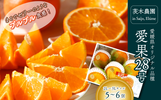 [先行予約] 茨木農園 樹上完熟 愛果28号(紅まどんなと同品種) 小箱(5〜6個) | 2025年12月中旬〜12月下旬発送 | 愛媛県西条市産 光センサー選果 高級柑橘 愛果28 あいか 柑橘 愛媛 かんきつ 愛媛県 送料無料