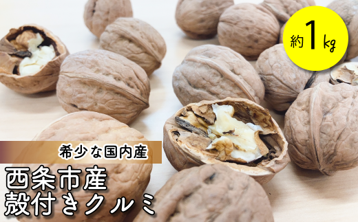 クルミ 殻つきクルミ 約1㎏ (JA周桑) 愛媛県西条市 【先行予約・11月中旬~2026年3月下旬発送】 | くるみ 信濃クルミ 胡桃 国産 希少 殻付き クルミ お取り寄せ 愛媛県 西条市