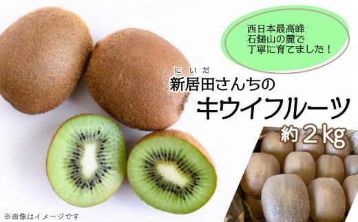 キウイ 愛媛県西条市産  新居田さんちのキウイフルーツ  約2㎏（15～20個入り）【先行予約・ 11月中旬～2026年1月発送】｜ キウイ 国産 フルーツ 果物 無農薬 ビタミン 食物繊維 美容 健康志向 愛媛産 キウイ 送料無料 【オンライン決済限定】