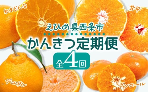 柑橘 みかん 定期便 かんきつ定期便 【愛媛県西条市 かんきつ定期便 4回】 ~ 紅まどんな 甘平 アンコール デコポン ~ 【先行予約・12月より開始】 愛媛県西条市 | みかん 果物 くだもの フルーツ 柑橘 紅まどんな かんぺい 高級 産直 産地直送 数量限定 愛媛 西条市 JA東予園芸 【オンライン決済限定】