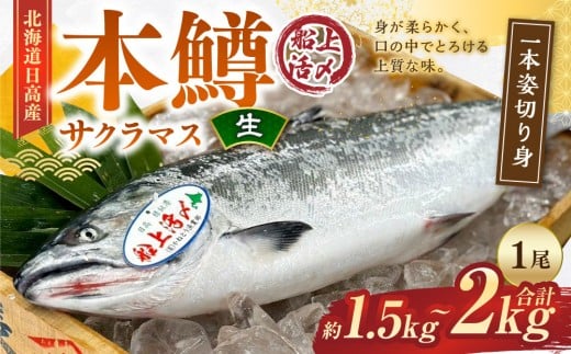 本鱒（サクラマス）船上活〆1本姿切り身【生】（1尾分1.5kg～2kg）