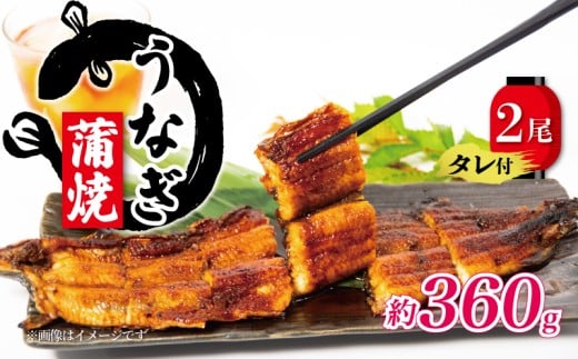 国産 うなぎ 蒲焼 180g×2尾 約360g タレ付  ( グルメ うなぎ 冷凍 鰻 新鮮 たれ  土曜 丑の日 真空パック おすすめ 滋賀県 竜王 送料無料 )