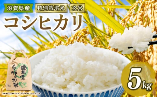 新米予約 特別栽培米 こしひかり 令和7年産 米 5kg 玄米 コシヒカリ 2025年産 国産 農家直送 環境こだわり お試し用 小分け お米 こめ おこめ 新米 先行予約 農家直送 産地直送 滋賀県 竜王町