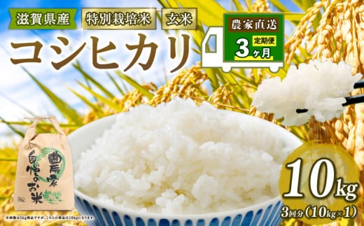 新米予約 特別栽培米 こしひかり 米 10kg 玄米 定期便 3ヶ月 コシヒカリ 定期 3か月 2025年産 滋賀県 竜王町 令和7年産 国産 農家直送 コシヒカリ 10kg × 3回 計 30kg 国産 農家直送 環境こだわり お試し用 お米 こめ おこめ 農家直送 産地直送 送料無料