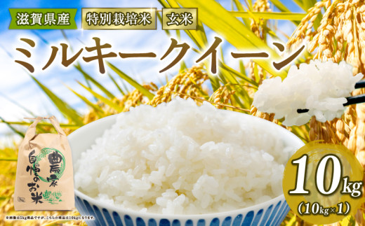新米予約 特別栽培米 ミルキークイーン 米 10kg 玄米 2025年産