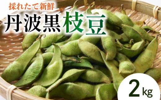 枝豆 2 kg 野菜 丹波黒 枝豆 枝豆 黒大豆 丹波黒 枝豆 旬 採れたて 産地直送 枝豆 おつまみ ヤサイ やさい 食材 新鮮 滋賀県 竜王町 送料無料 竜王産