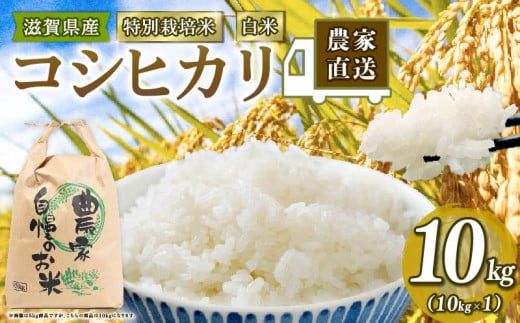 新米 特別栽培米 こしひかり 令和7年産 米 10kg 白米 コシヒカリ 2025年産 国産 農家直送 環境こだわり お試し用 小分け お米 こめ おこめ 新米 先行予約 農家直送 産地直送 滋賀県 竜王町