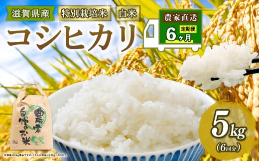新米予約 特別栽培米 こしひかり 令和7年産 米 5kg 白米 定期便 6ヶ月 計 30kg コシヒカリ 2025年産 国産 農家直送 コシヒカリ 5kg × 6回 国産 農家直送 環境こだわり お試し用 お米 こめ おこめ 農家直送 産地直送 送料無料