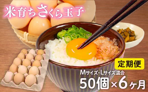 定期便 卵 50個 × 6ヶ月 ( たまご 45個 + 割れ補償 5個 ) 6回 Mサイズ Lサイズ 混合 定期便 国産 米育ち さくら玉子 さくら卵 鶏 さくら コク 濃い 卵黄 風味 とれたて 生 たまご 地産地消  国産鶏 玉子 産みたて 新鮮 黄身 卵 かけ ご飯 たまご かけ ごはん 玉子 丼  卵 焼き すき焼き 目玉 焼き 玉子 スープ 茶碗蒸し ゆで たまご サンド 滋賀県 竜王町