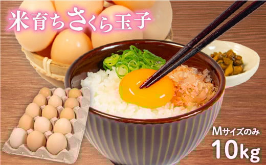 卵 10kg 割れ補償 5個 Mサイズ のみ 約 160個 国産 さくら玉子 さくら卵 鶏 さくら コク 米育ち 濃い 卵黄 風味 米育ちさくら玉子 とれたて 生 たまご 地産地消  国産鶏 玉子 産みたて 新鮮 黄身 卵 かけ ご飯 たまご かけ ごはん 玉子 丼  卵 焼き すき焼き 目玉 焼き 玉子 スープ 茶碗蒸し ゆで たまご サンド 大容量 滋賀県 竜王町