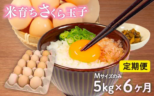 定期便 卵 5kg × 6ヶ月 割れ補償 5個 Mサイズ のみ 約 80個 × 6回 定期便 国産 米育ち さくら玉子 さくら卵 鶏 さくら コク 濃い 卵黄 風味 とれたて 生 たまご 地産地消  国産鶏 玉子 産みたて 新鮮 黄身 卵 かけ ご飯 たまご かけ ごはん 玉子 丼  卵 焼き すき焼き 目玉 焼き 玉子 スープ 茶碗蒸し ゆで たまご サンド 大容量 滋賀県 竜王町