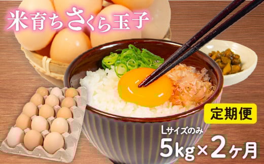 定期便 卵 5kg × 2ヶ月 割れ補償 5個 Lサイズ のみ 約 75個 × 2回 定期便 国産 米育ち さくら玉子 さくら卵 鶏 さくら コク 濃い 卵黄 風味 とれたて 生 たまご 地産地消  国産鶏 玉子 産みたて 新鮮 黄身 卵 かけ ご飯 たまご かけ ごはん 玉子 丼  卵 焼き すき焼き 目玉 焼き 玉子 スープ 茶碗蒸し ゆで たまご サンド 大容量 滋賀県 竜王町
