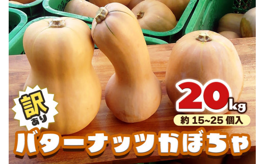 [訳あり] バターナッツかぼちゃ 20kg【数量限定／期間限定】｜南瓜 カボチャ 産地直送 農家直送 野菜 訳あり品 甘楽町産 群馬県産 吉田農場 訳アリ ワケあり [0216]