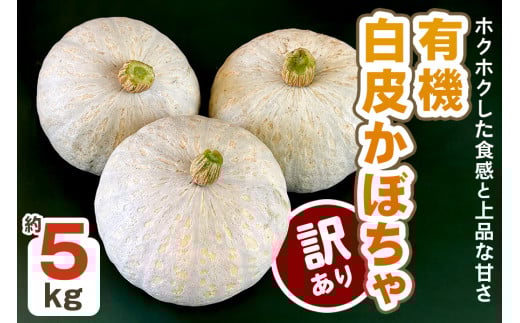 [先行受付][訳あり] 白皮かぼちゃ (有機) 5kg以上【黒澤農園】｜数量限定 期間限定 伯爵 南瓜 カボチャ 国産 産地直送 煮物 サラダ スイーツ 訳あり品 甘楽町産 [0271]