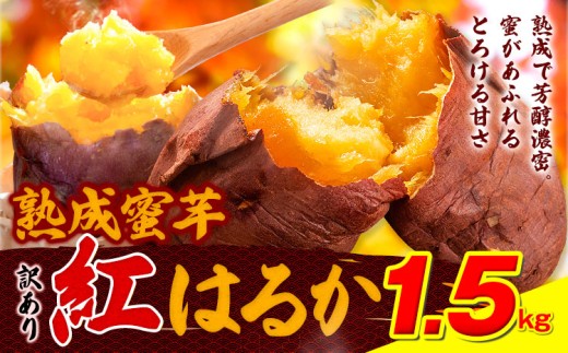 訳あり紅はるか サツマイモ 1.5kg 《2026年1月上旬-5月末頃出荷予定》紅はるか さつまいも 熊本県 大津町 イモ 芋 さつまいも 訳あり