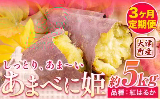 3ヶ月定期便 熊本県 大津町産 あまべに姫 (紅はるか) 約5kg ガブレス《12月から出荷開始》さつまいも 芋 紫芋 高糖度 st-p