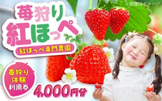 体験 いちご狩り体験割引券【4000円分】 広島県福山市/立花いちご農園 チケット クーポン 利用券 苺 フルーツ いちご狩り [BAFN002]