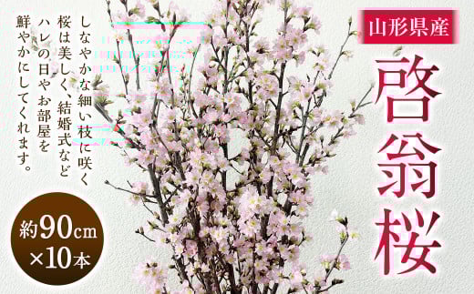 啓翁桜 約90cm×10本 桜 さくら サクラ 花 【2026年1月上旬~2月下旬発送予定】