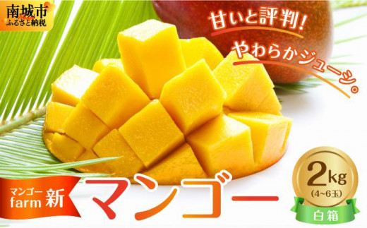 [マンゴーfarm新] 沖縄県南城市産マンゴー白箱2kg