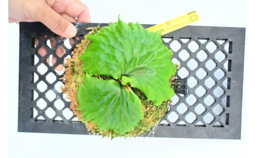 ビカクシダ マダガスカリエンセ琉球松板付け(壁掛け用)