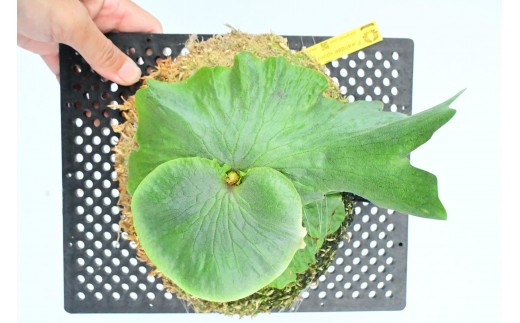 ビカクシダ ワンダエ琉球松板付け(壁掛け用)