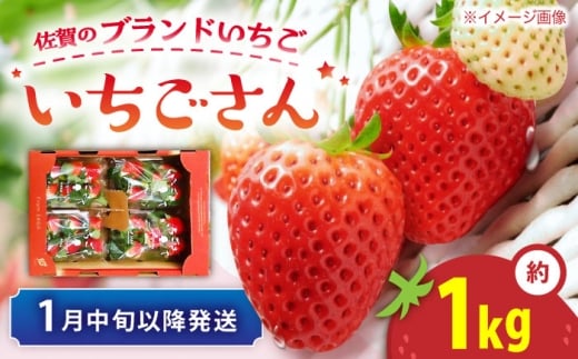 【先行予約 1月中旬以降順次発送】【佐賀のブランドいちご】いちごさん 約1kg（約250g×4p）/中村青果店 [UDK010]