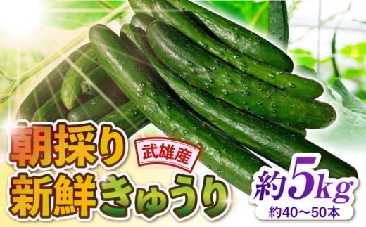 朝採り新鮮きゅうり 約5kg（約40～50本）/株式会社 y's company（utsu和ya） [UDX002]