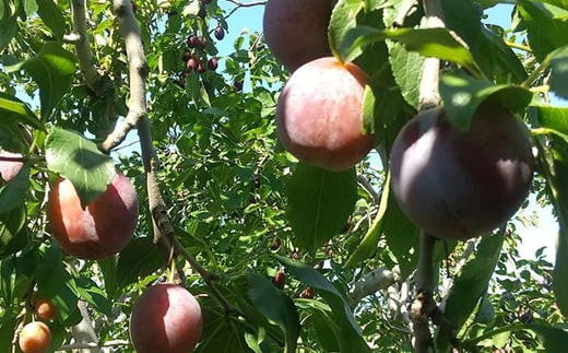 7-013-010　山口さんちのプルーン 2～3種詰合わせ 2kg【10月～発送】