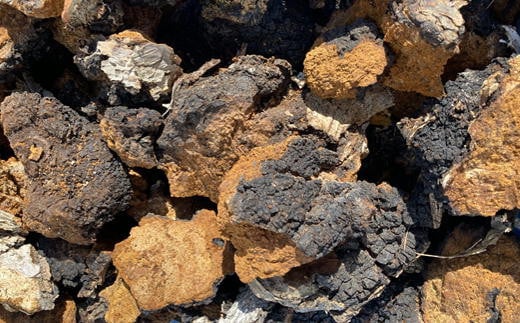 7-012-047　カバノアナタケ塊 300g（チャーガ茶）