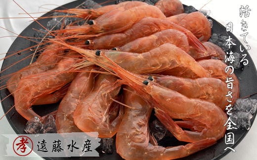 7-007-001　甘えび 500g（40尾前後）