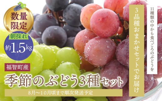 W20-03 【2026年発送】 先行予約！ 季節のぶどう3種セット 約1.5kg ぶどう 葡萄 福岡県 福智町産 果実 《 予約受付 》 フルーツ 果物 おすすめ 食べ比べ 詰め合わせ 旬 新鮮 産地直送 くだもの シャインマスカット ピオーネ クイーンニーナ ナガノパープル  マイハート マスカ・サーティーン マスカット・ノワール スカーレット 天晴