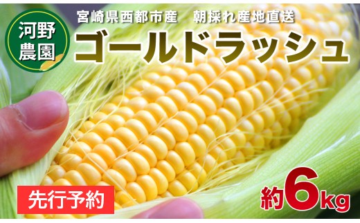 河野農園 朝どれスイートコーン『ゴールドラッシュ』約6kg【先行予約】<1-42>tとうもろこし トウモロコシ★