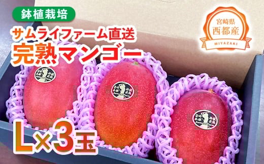 西都産完熟マンゴー Ｌサイズ×3個 鉢植栽培 宮崎県西都産 サムライファーム＜1.5-233＞宮崎マンゴー 果物 フルーツ 甘い【先行予約】