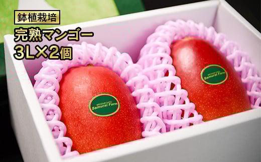 鉢植栽培 完熟マンゴー 3L×2個 宮崎県西都産 サムライファーム<2-70>宮崎マンゴー 果物 フルーツ 甘い【先行予約】