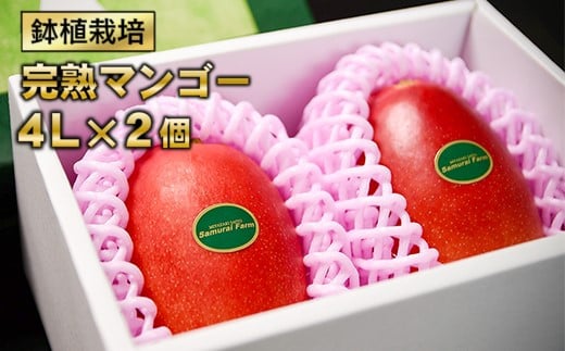 【大玉4Lサイズ2個】鉢植栽培 西都産完熟マンゴー  宮崎県西都産 サムライファーム 特大サイズ＜2.5-26＞宮崎マンゴー 果物 フルーツ 甘い【先行予約】