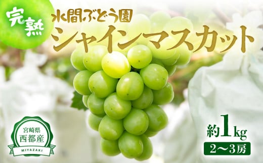 シャインマスカット約1kg 2〜3房 西都産完熟ぶどう 水間ぶどう園[1.1-23][9月23日終了]