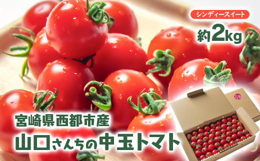 山口さんちの中玉トマト 約2㎏ シンディースイート 宮崎県西都市産とまと 【先行予約】<1-280>★