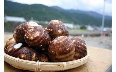 JAうま ふるさと特産品セット 伊予美人(里芋)5キロ
