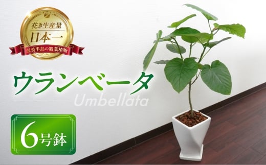 ウンベラータ 観葉植物 植物 6号鉢 人気 おしゃれ かわいい お手入れ 室内 大鉢 中型 インテリア リビング 玄関 寝室 キッチン オフィス プレゼント ギフト 新居 入居 インテリアグリーン グリーン 緑 植物