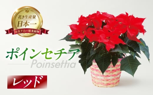 ポインセチア レッド 観葉植物 植物 5号鉢 人気 おしゃれ かわいい お手入れ 室内 大鉢 中型 インテリア リビング 玄関 寝室 キッチン オフィス プレゼント ギフト 冬 クリスマス フラワーギフト