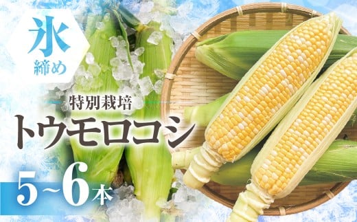 【先行予約】渥美半島産　寺田さんちのとうもろこし　バイカラー 5本～6本 約2kg とうもろこし デザート 農家直送 送料無料 朝採れ コーン 野菜 キャンプ BBQ バーベキュー おやつ 田原市 渥美半島 愛知県 夏 旬