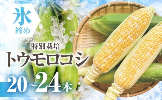 【先行予約】渥美半島産　寺田さんちのとうもろこし　バイカラー 20本～24本 約8kg とうもろこし デザート 農家直送 送料無料 朝採れ コーン 野菜 キャンプ BBQ バーベキュー おやつ 田原市 渥美半島 愛知県 夏 旬