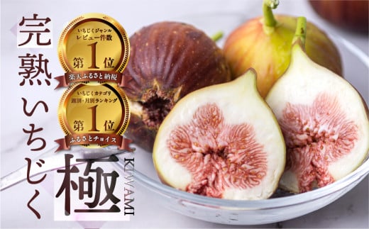 先行予約【7月中お届け】　完熟 いちじく［極］ 無花果 9-12玉 【専用箱でお届け】 イチジク 6月7月/8月/9月/10月  贈答品   田原市16000円