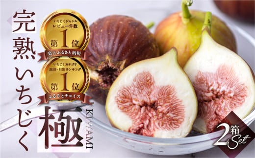 先行予約【8月中お届け】完熟 いちじく［極］ 無花果 2箱セット 【専用箱でお届け】2026年発送 イチジク 6月/7月/8月/9月/10月  贈答品