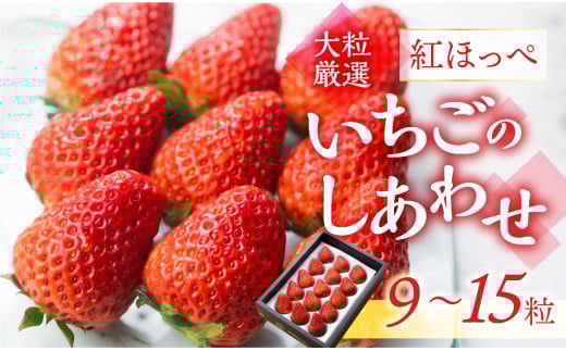 ≪先行予約≫【愛知県・田原産】ブランドいちご「いちごのしあわせ」約9粒~15粒  2月中お届け / 苺 イチゴ フルーツ 果物 農薬節減 愛知県 特産品 産地直送 田原市 渥美半島