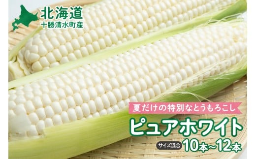 [2025年8月〜発送開始!]北海道十勝清水町産 白いとうもろこし ピュアホワイト サイズ混合 10〜12本 北海道産 2025年 とうもろこし とうきび 産直 産地直送 清水町 北海道 