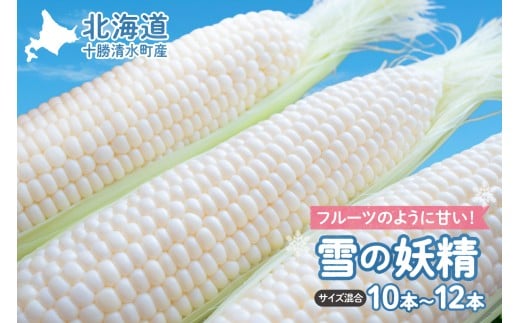 [2025年8月〜発送開始!]北海道十勝清水町産 希少品種! 白いとうもろこし 雪の妖精 サイズ混合 10〜12本 北海道産 2025年 とうもろこし とうきび 産直 産地直送 清水町 北海道 