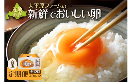 【12回定期便】大平原ファームの新鮮でおいしい卵 計40個(白卵)×12ヶ月_S035-0005