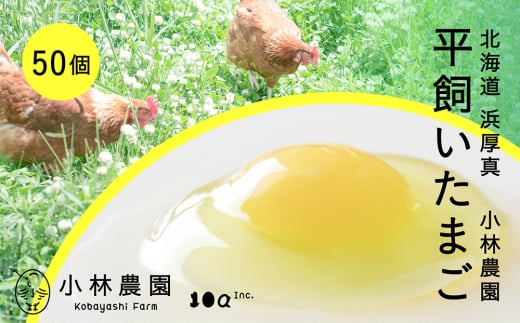 【常温配送】こだわりの無投薬･平飼い有精卵 50個《厚真町》【テンアール株式会社】 たまご 卵 鶏卵 玉子 生卵 平飼い 北海道 定期便  [AXAN120]